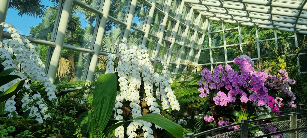 Flores do Jardim Botânico de Singapura